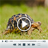 Slow Motion Video Pro