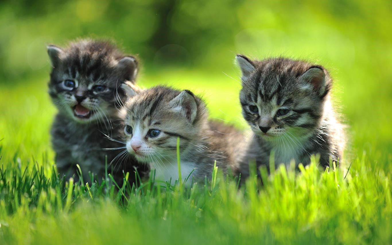 fluffy baby animals