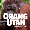 Orangutan - Indonesia