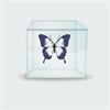 Photo constructor: Butterflies