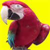 Smart Talking Parrot