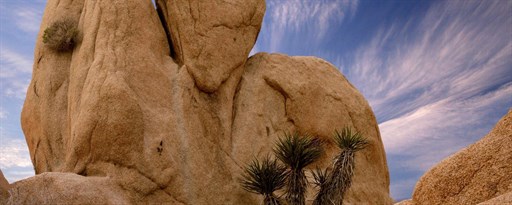 Joshua Tree National Park Wallpaper New Tab marquee promo image