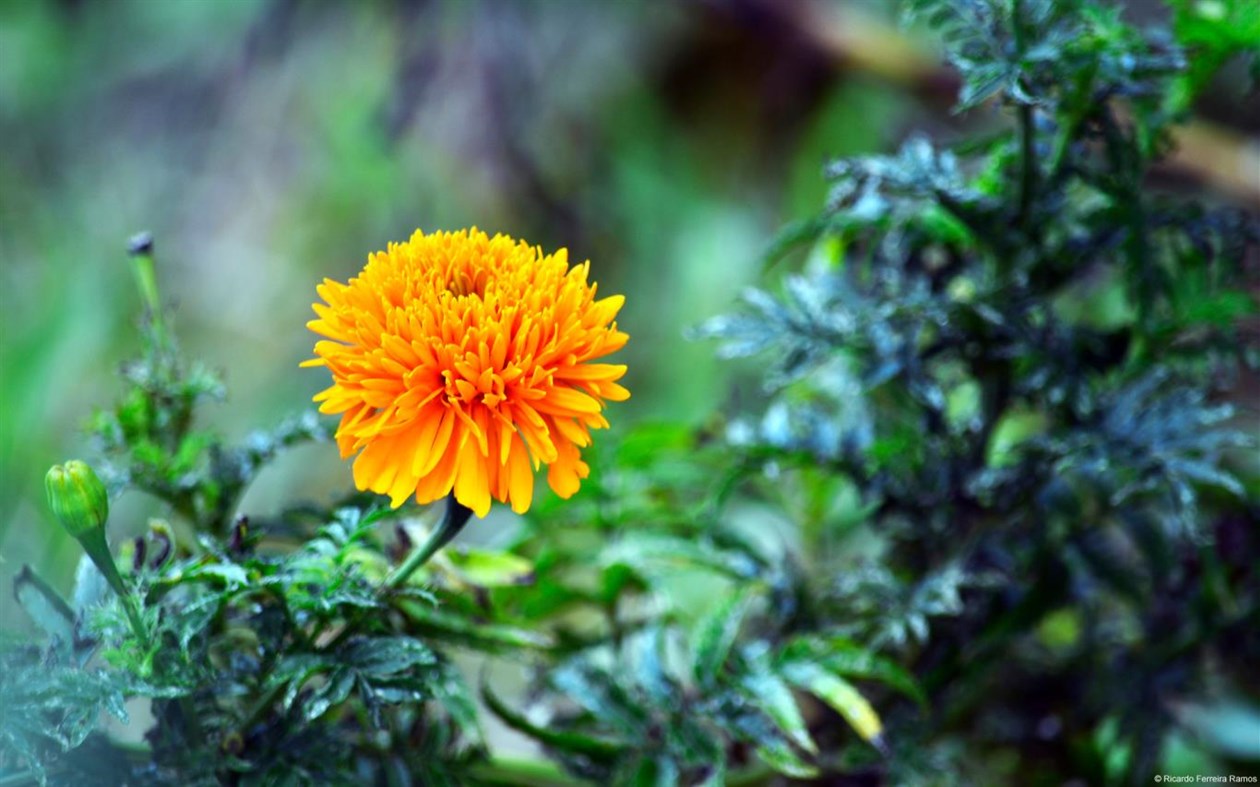 #1. Community Showcase Flora 3 (Windows) 由: Microsoft Corporation