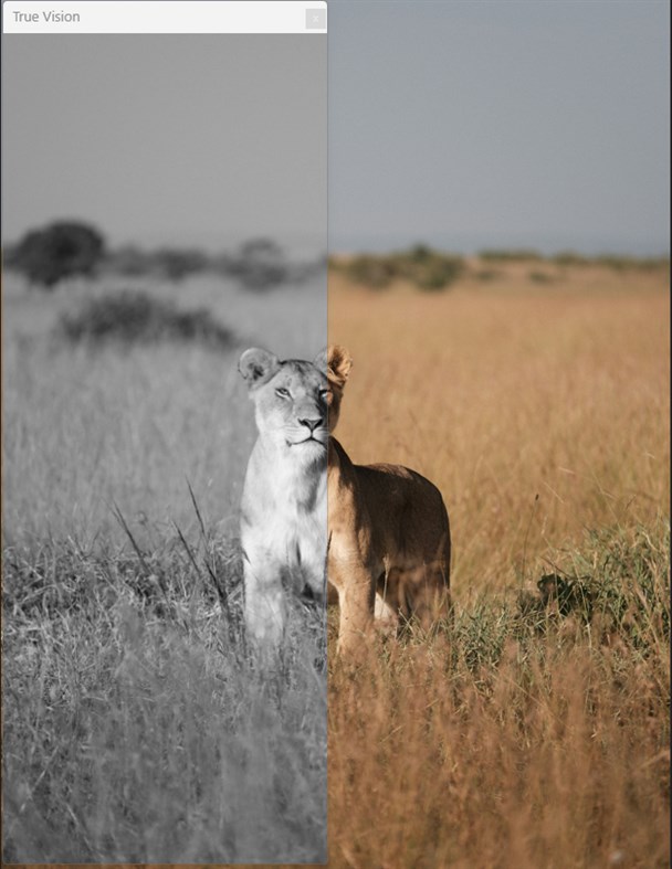 #5. True Vision (Windows) By: Zunna Berry