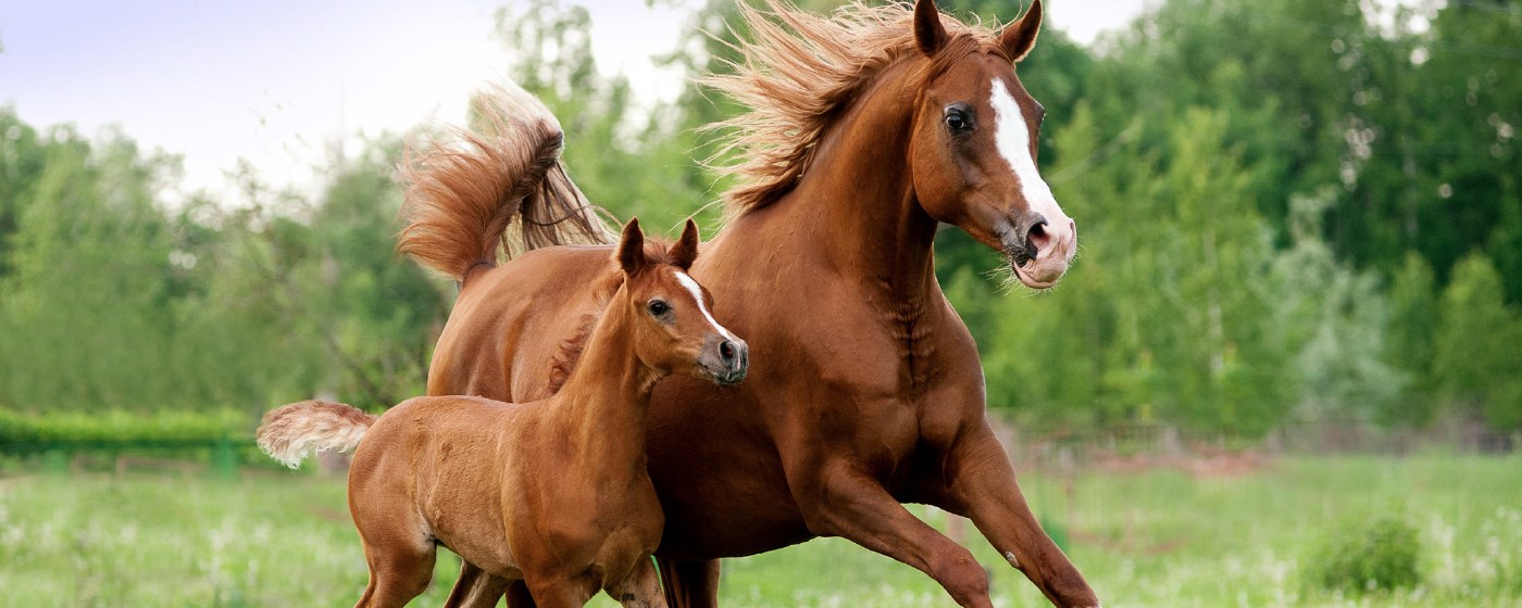 My Horses - Beautiful Horse HD Wallpaper marquee promo image