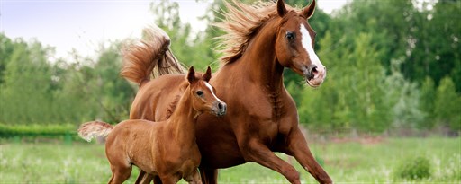 My Horses - Beautiful Horse HD Wallpaper marquee promo image