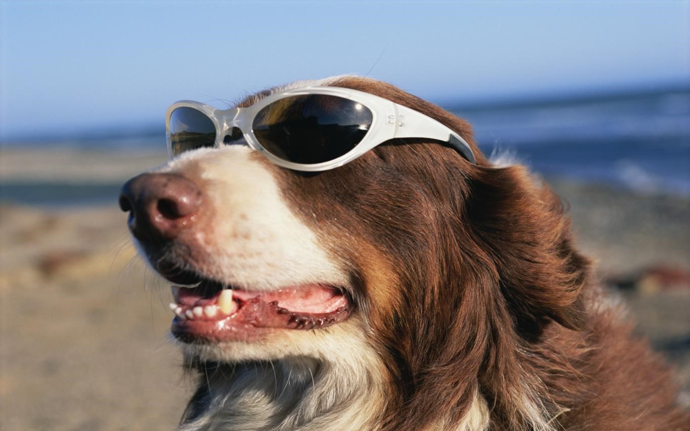 Dogs With Sunglasses