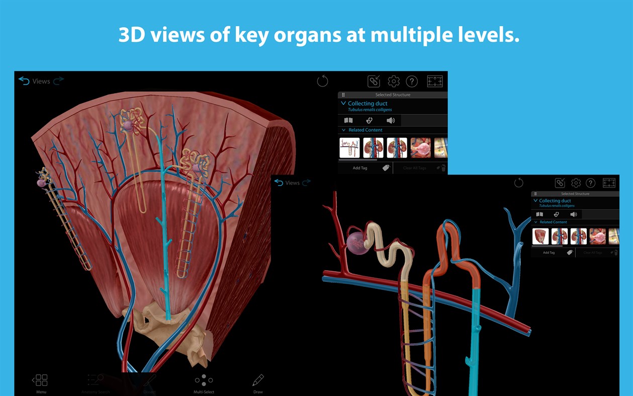 #2. Human Anatomy Atlas 2025: Complete 3D Human Body (Windows) By: Visible Body