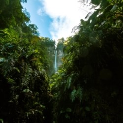 Jungle Cascade