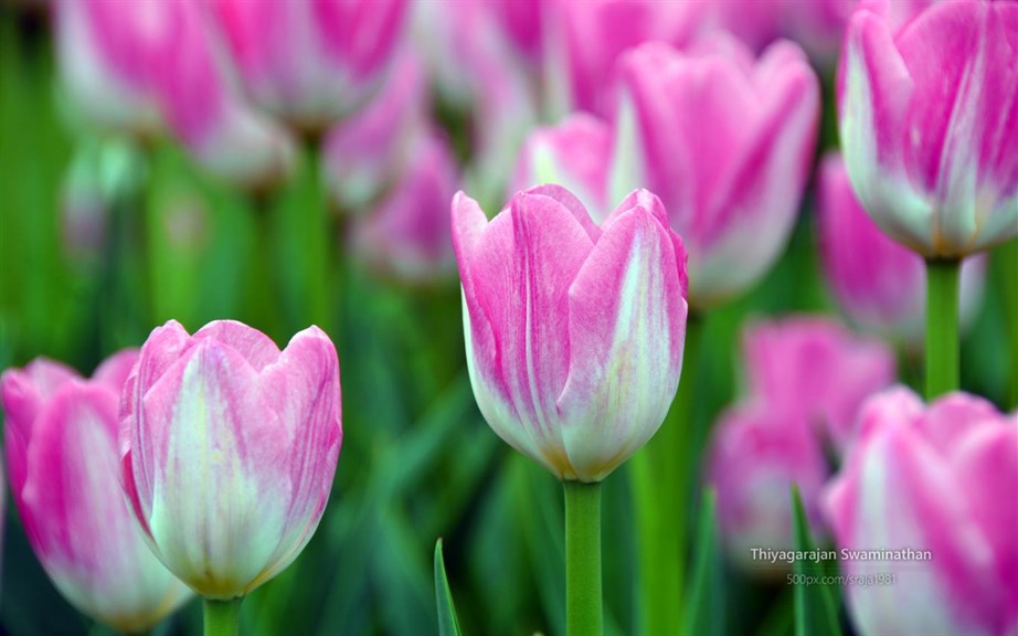 Tulip Festival by Thiyagarajan Swaminathan_1