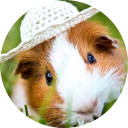 Guinea Pig Wallpaper New Tab icon