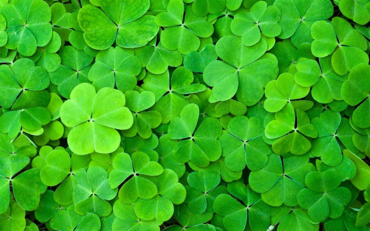 #3. Shapes of Leaves (Windows) 由: Microsoft Corporation