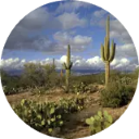 Saguaro National Park Wallpaper New Tab icon