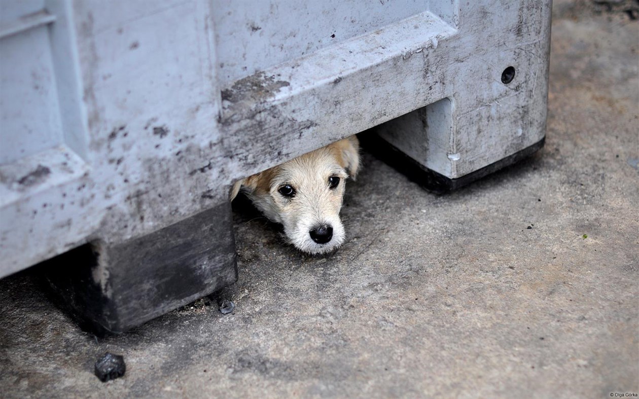 #3. Community Showcase Fauna 2 (Windows) 由: Microsoft Corporation