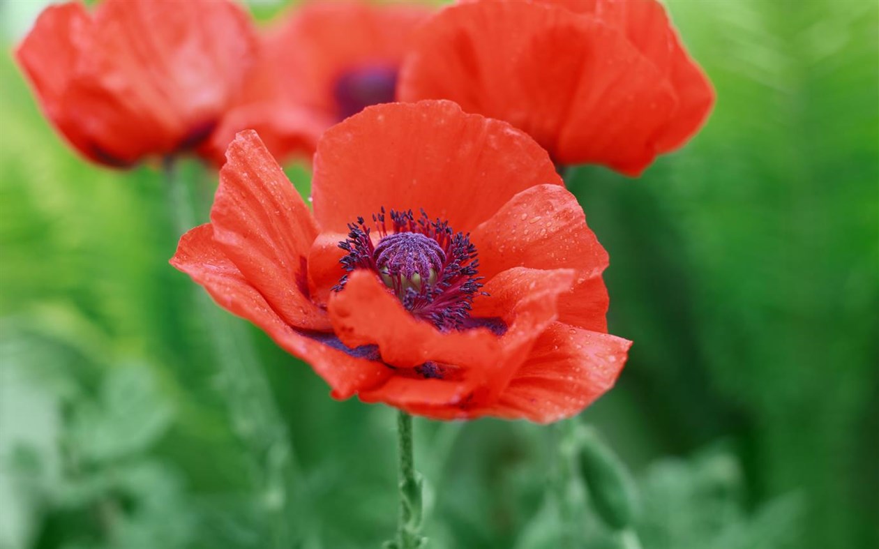 #1. Field of Poppies (Windows) Podle: Microsoft Corporation