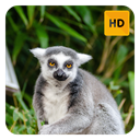 Lemur Wallpaper HD New Tab Theme