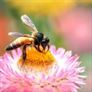 Bees by Mayur Kotlikar