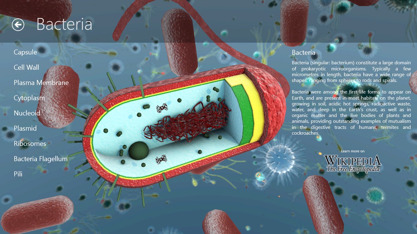 Animated bacteria interactive page