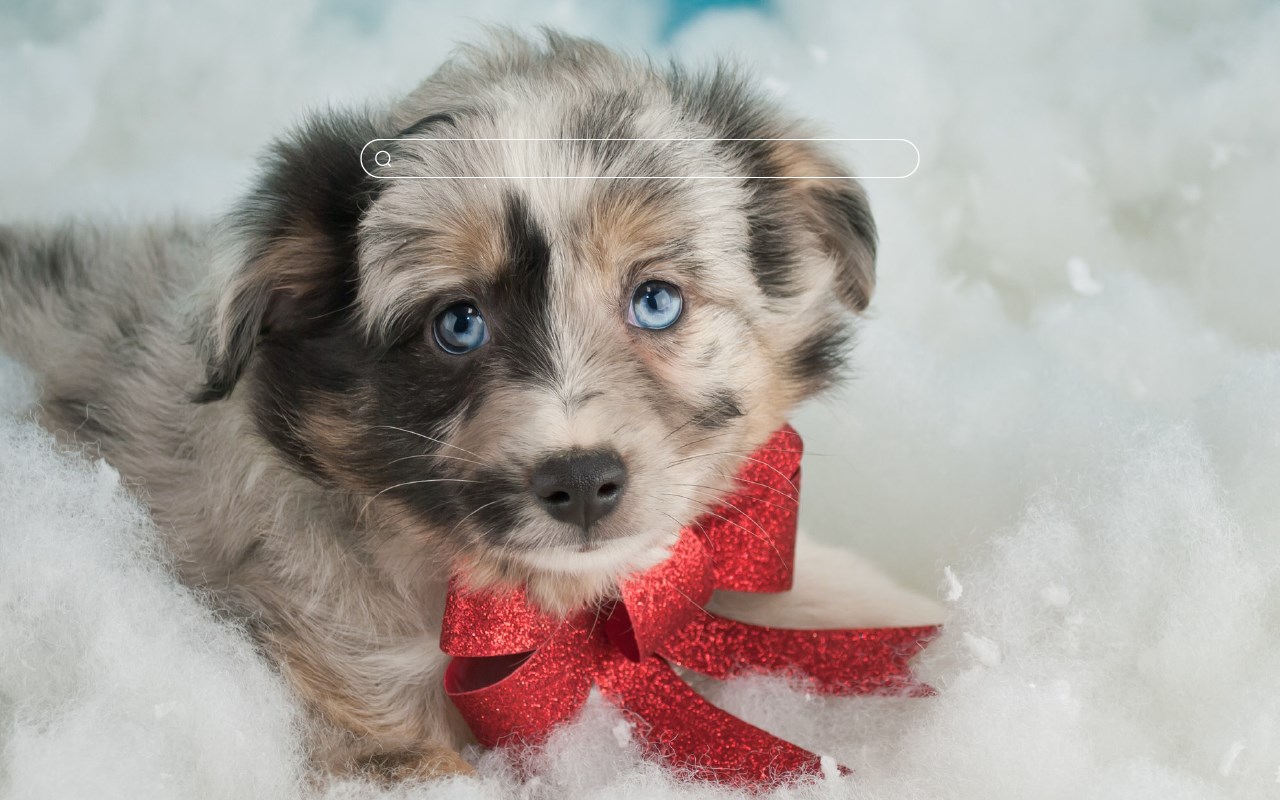 Christmas Puppies - Dog & Puppy HD Wallpapers