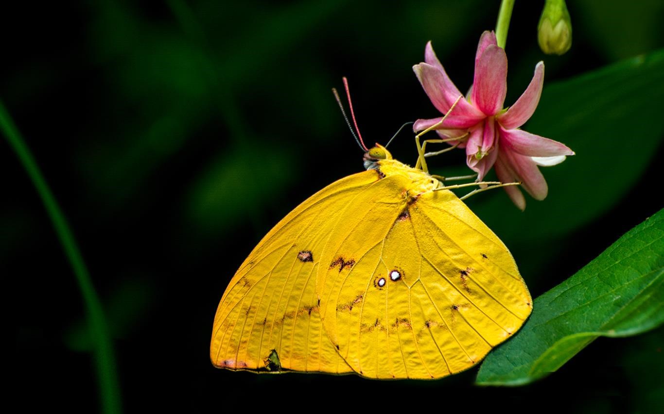 【图】The Butterfly(截图3)