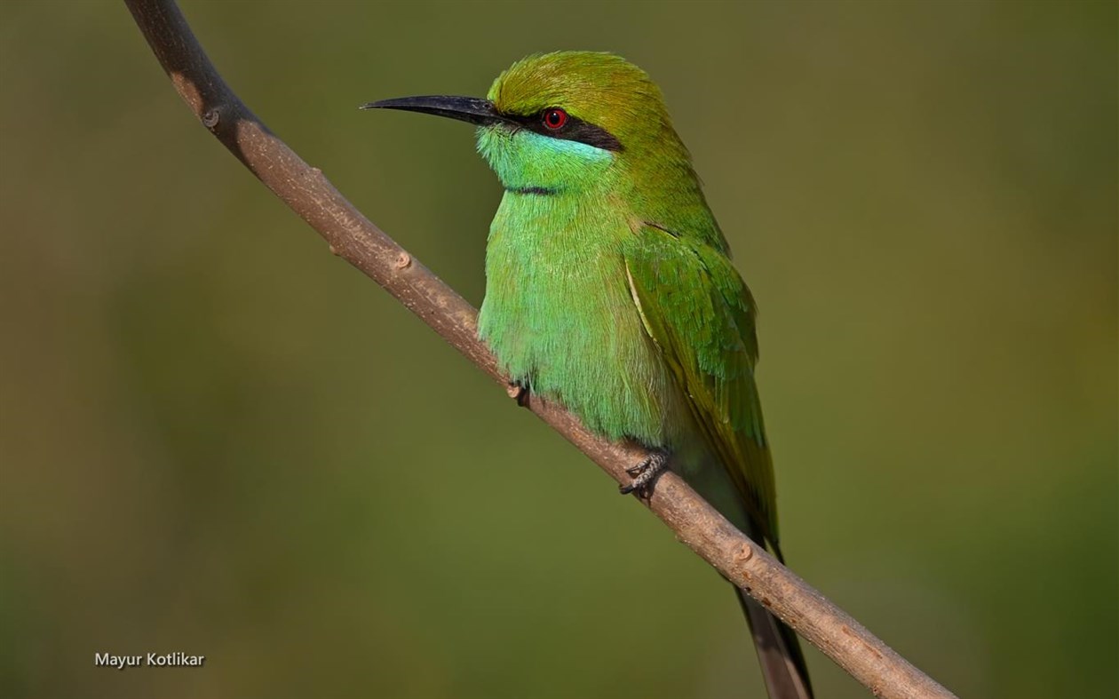 #3. Indian Wildlife by Mayur Kotlikar (Windows) 由: Microsoft Corporation