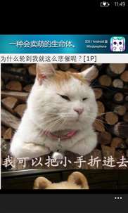 猫咪物语WP8版 screenshot 4