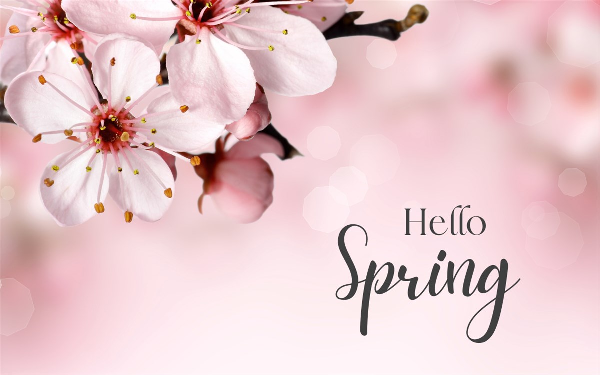 Hello Spring Bongdaso Theme Wallpaper New Tab