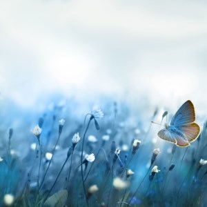 Butterfly Over Wildflowers