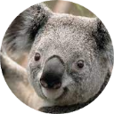 Koala Wallpaper New Tab icon