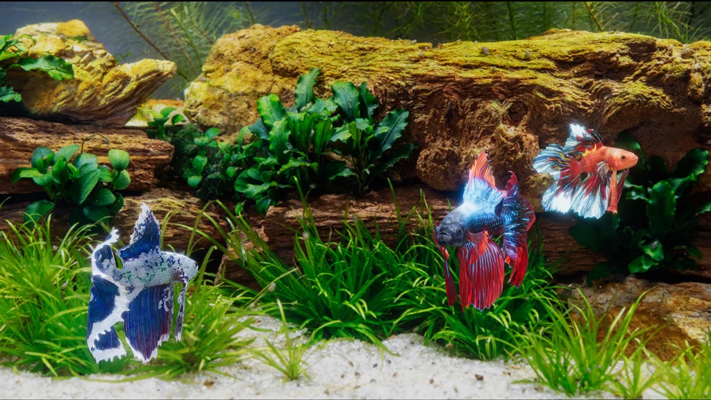Betta Fish - Virtual Aquarium - Microsoft Apps