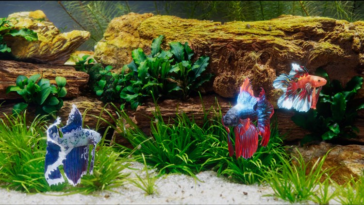 Betta Fish - Virtual Aquarium - PC - (Windows)