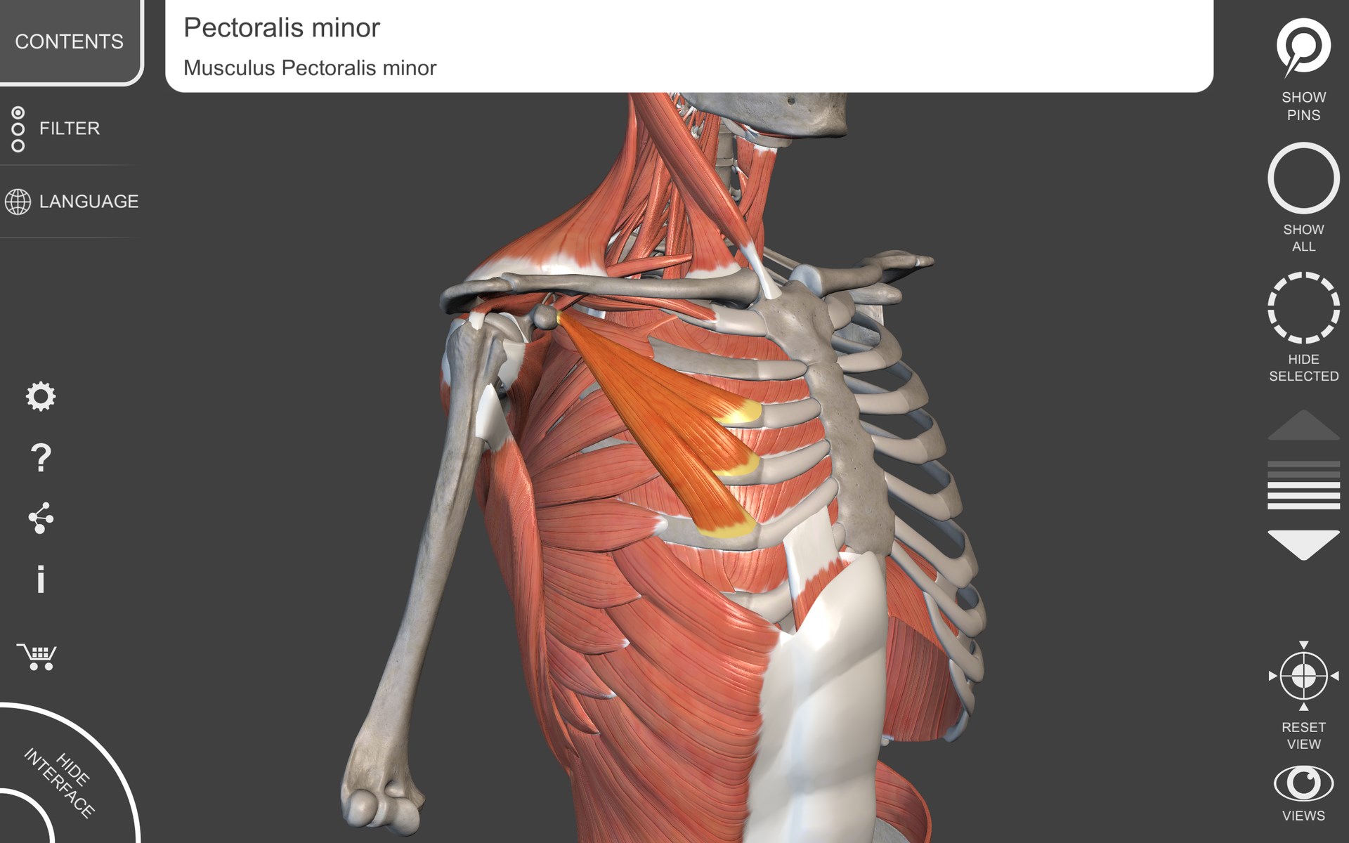 Muscular System - 3D Atlas of Anatomy for Windows 10