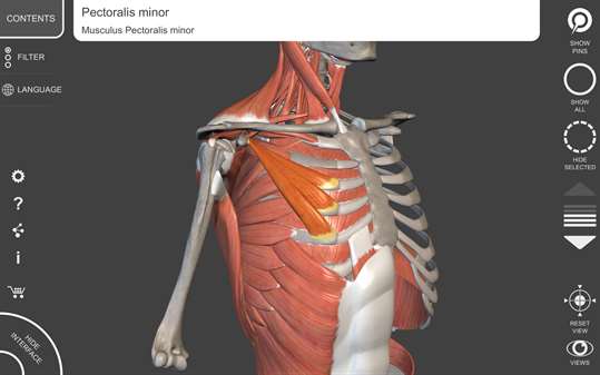 Muscular System - 3D Atlas of Anatomy screenshot 3