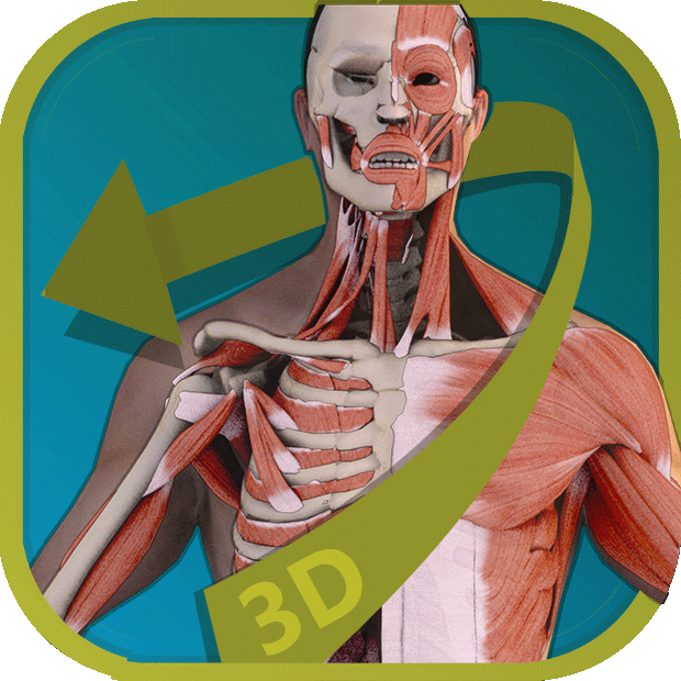 Visual Anatomy - Human Body
