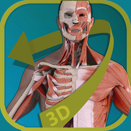 Visual Anatomy - Human Body