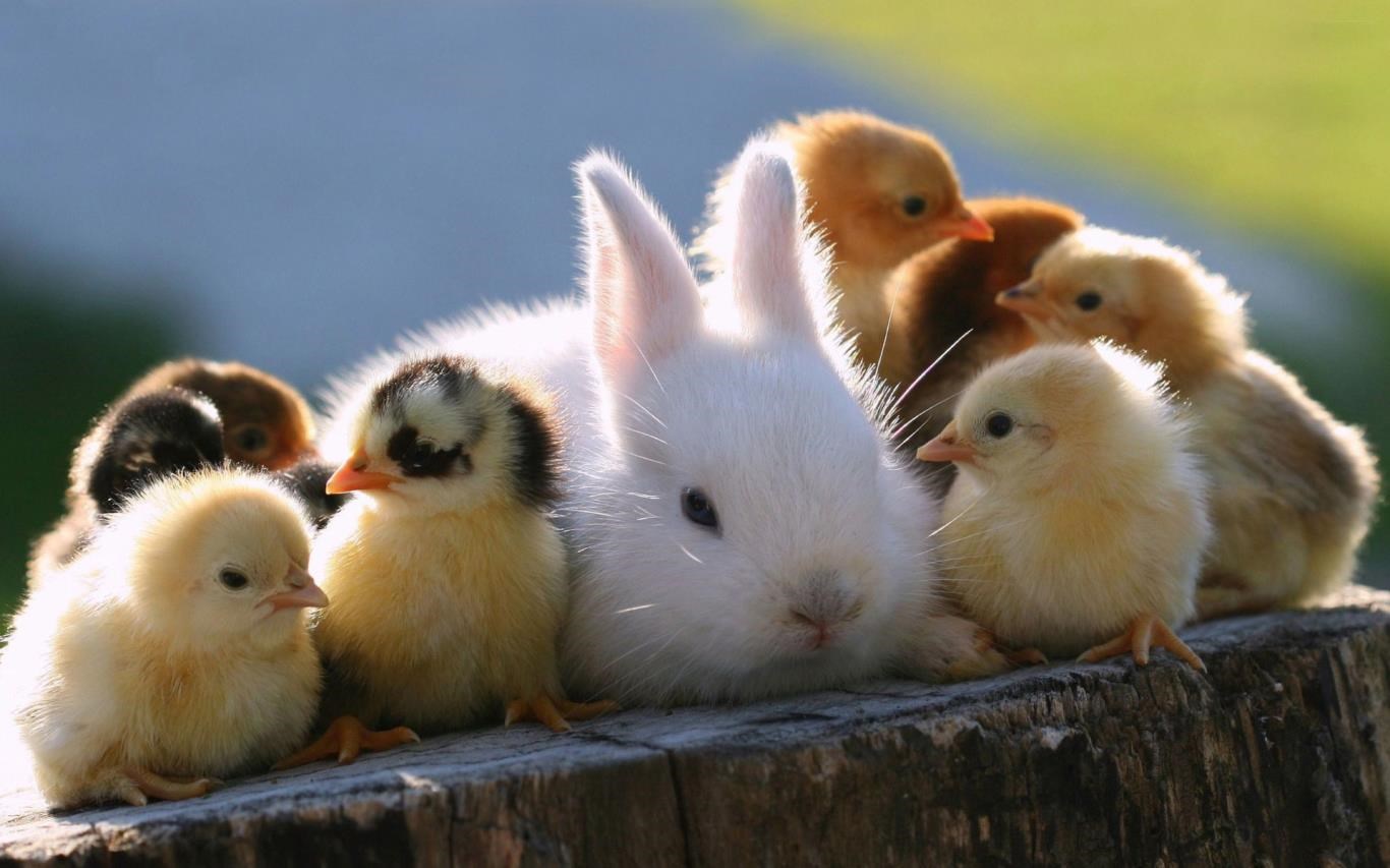 Chicks & Bunnies