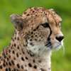 Cheetah' Wallpapers