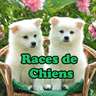 Races de Chiens