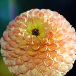 Community Showcase Insects 3