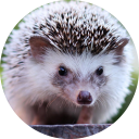 Hedgehog Wallpaper New Tab icon
