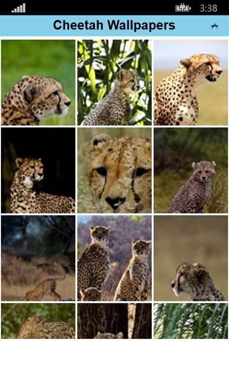 Cheetah' Wallpapers Screenshots 1