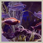 Blue Fish Aquarium