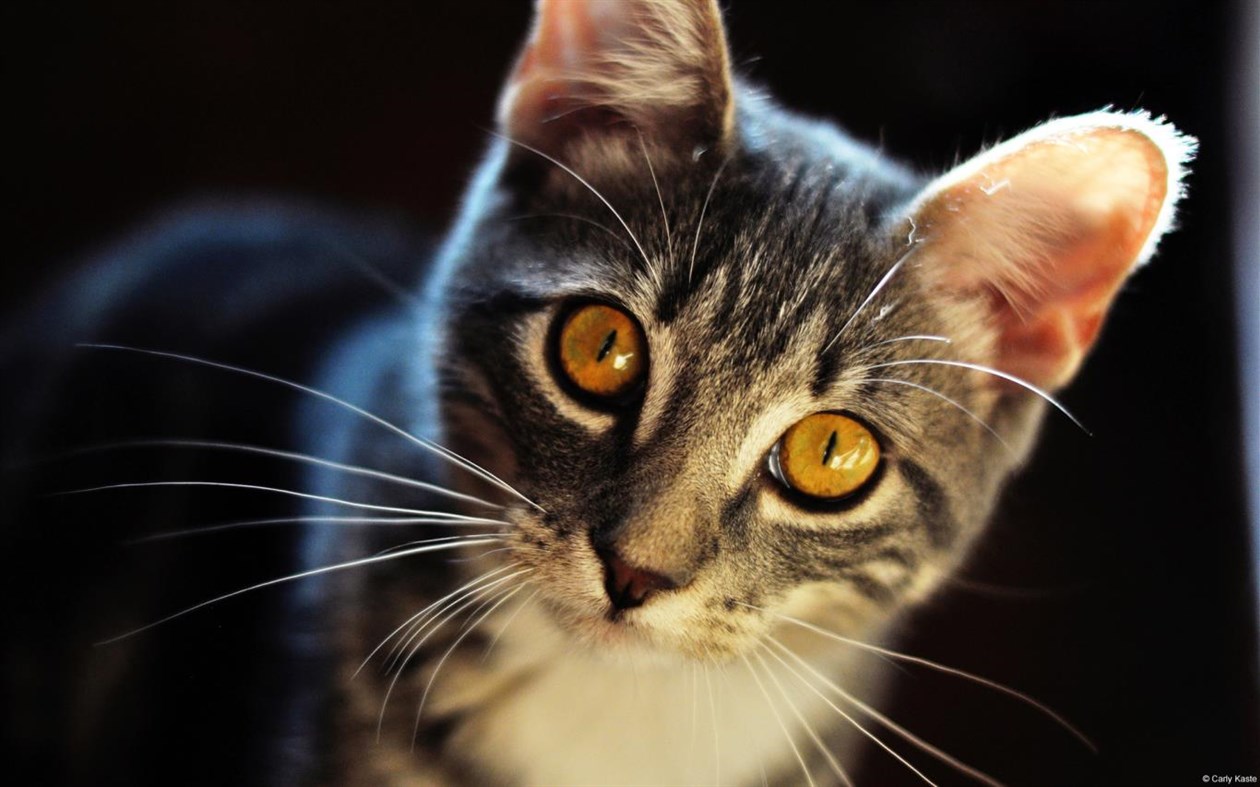 #1. Community Showcase Fauna 2 (Windows) 由: Microsoft Corporation