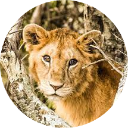 Wild Animal Wallpaper New Tab icon