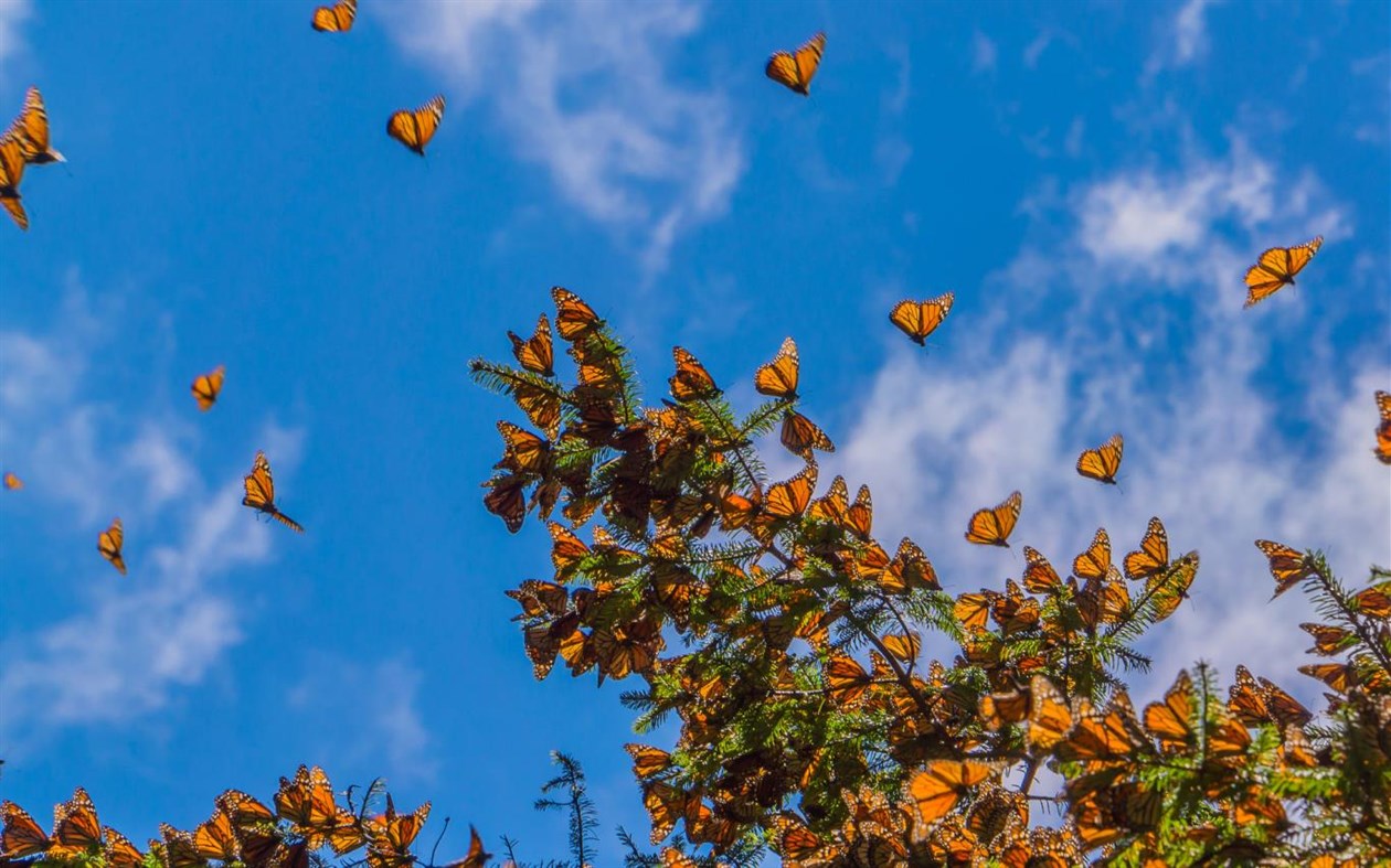 #4. Migration (Windows) 由: Microsoft Corporation