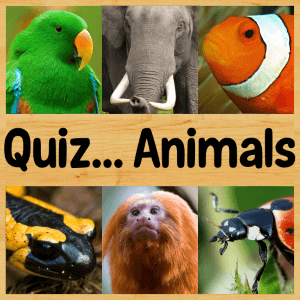 Quiz... Animals