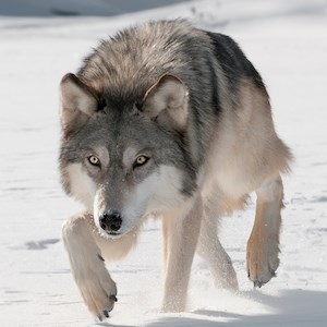 Obter Wild Wolf Attack Simulator - Microsoft Store pt-MZ