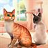 Cat Rescue Story
