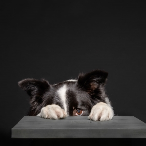 Hiding Collie - Microsoft Edge Addons