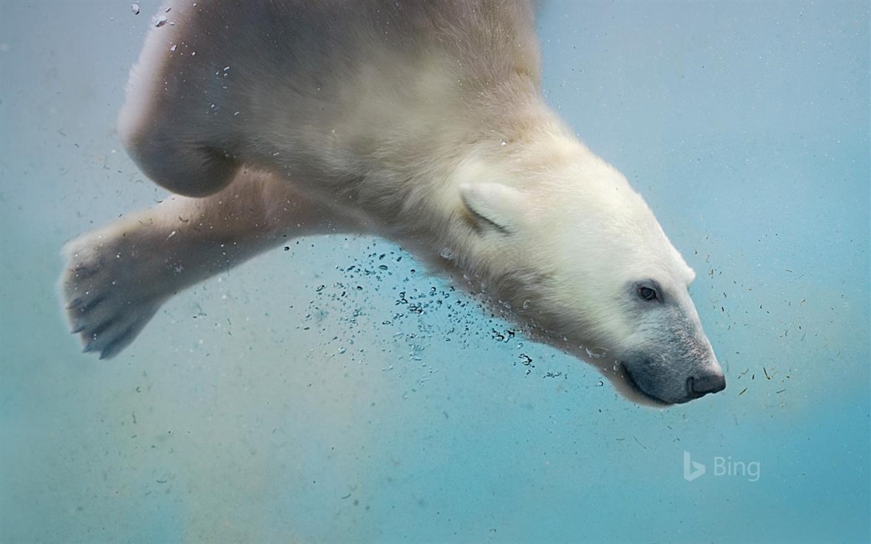 #1. Bing in Winter (Windows) 由: Microsoft Corporation